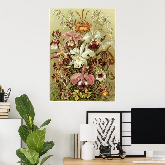 Ernst Haeckel Art Print: Orchidae Poster (Thuiskantoor)