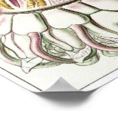 Ernst Haeckel Art Print: Peromedusae Poster (Hoek)