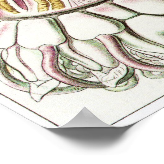 Ernst Haeckel Art Print: Peromedusae Poster (Hoek)