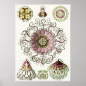 Ernst Haeckel Art Print: Peromedusae Poster (Voorkant)