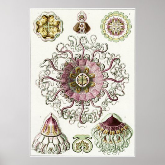 Ernst Haeckel Art Print: Peromedusae Poster (Voorkant)