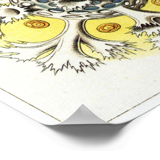 Ernst Haeckel Art Print: Polycyttaria Poster (Hoek)