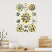 Ernst Haeckel Art Print: Polycyttaria Poster (Keuken)