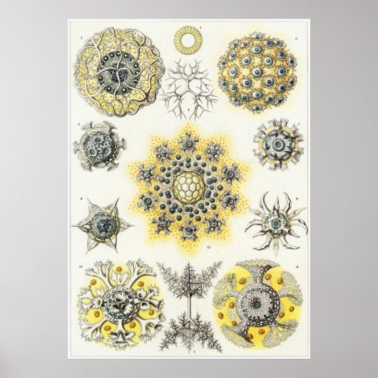 Ernst Haeckel Art Print: Polycyttaria Poster (Voorkant)