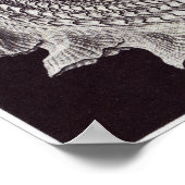 Ernst Haeckel Art Print: Prosobranchia Poster (Hoek)