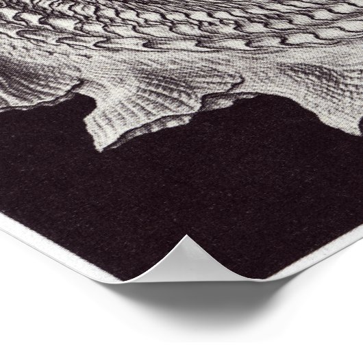 Ernst Haeckel Art Print: Prosobranchia Poster (Hoek)