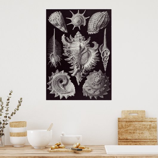 Ernst Haeckel Art Print: Prosobranchia Poster (Keuken)