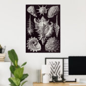 Ernst Haeckel Art Print: Prosobranchia Poster (Thuiskantoor)