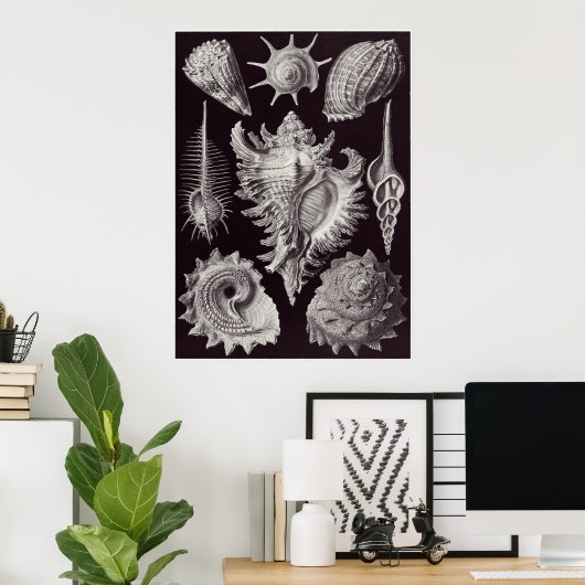 Ernst Haeckel Art Print: Prosobranchia Poster (Thuiskantoor)