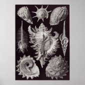 Ernst Haeckel Art Print: Prosobranchia Poster (Voorkant)