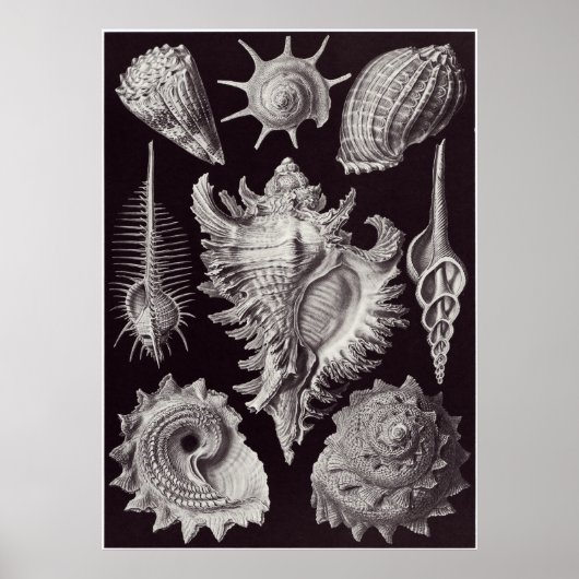 Ernst Haeckel Art Print: Prosobranchia Poster (Voorkant)