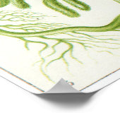 Ernst Haeckel Art Print: Siphoneae Poster (Hoek)