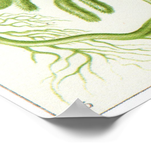 Ernst Haeckel Art Print: Siphoneae Poster (Hoek)