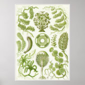 Ernst Haeckel Art Print: Siphoneae Poster (Voorkant)