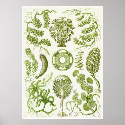 Ernst Haeckel Art Print: Siphoneae Poster (Voorkant)