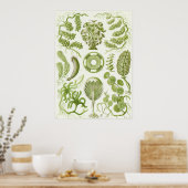 Ernst Haeckel Art Print: Siphoneae Poster (Keuken)