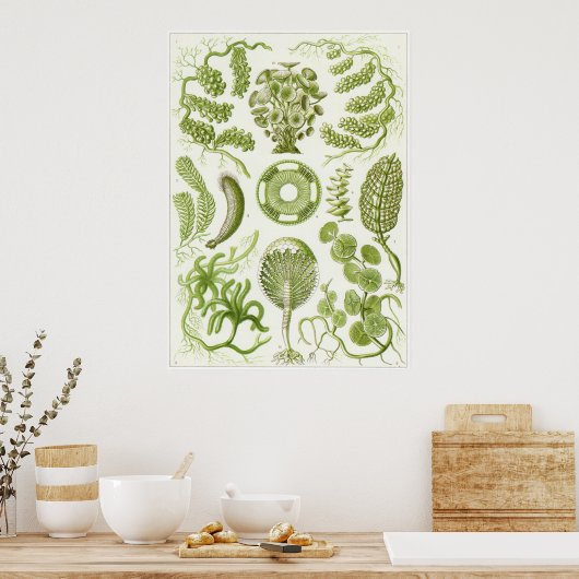Ernst Haeckel Art Print: Siphoneae Poster (Keuken)