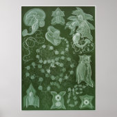Ernst Haeckel Art Print: Siphonophorae Poster (Voorkant)