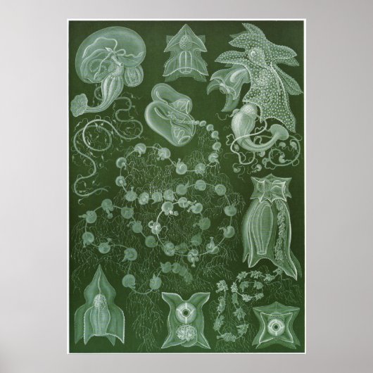 Ernst Haeckel Art Print: Siphonophorae Poster (Voorkant)