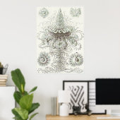 Ernst Haeckel Art Print: Siphonophorae Poster (Thuiskantoor)