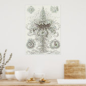 Ernst Haeckel Art Print: Siphonophorae Poster (Keuken)