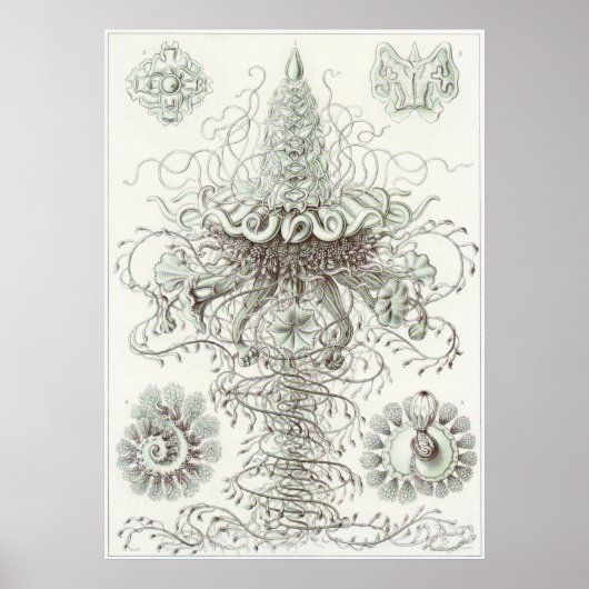 Ernst Haeckel Art Print: Siphonophorae Poster (Voorkant)