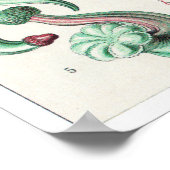 Ernst Haeckel Art Print: Siphonophorae Poster (Hoek)