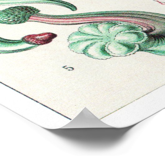 Ernst Haeckel Art Print: Siphonophorae Poster (Hoek)