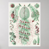 Ernst Haeckel Art Print: Siphonophorae Poster (Voorkant)