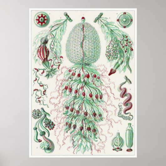Ernst Haeckel Art Print: Siphonophorae Poster (Voorkant)