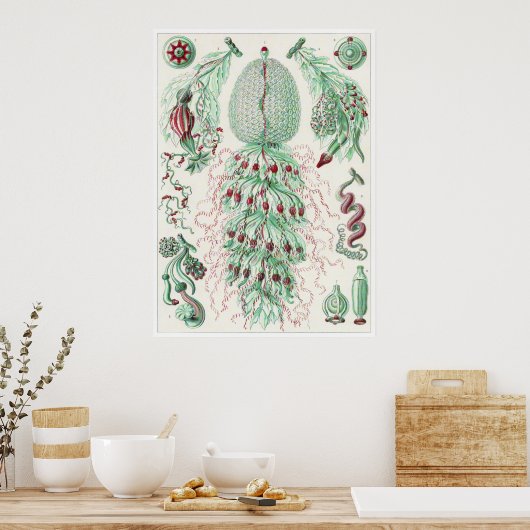 Ernst Haeckel Art Print: Siphonophorae Poster (Keuken)