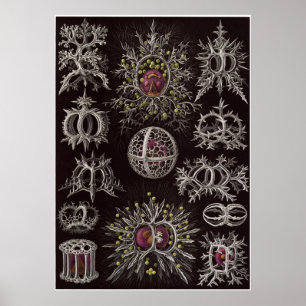 Ernst Haeckel Art Print: Stefoidea Poster