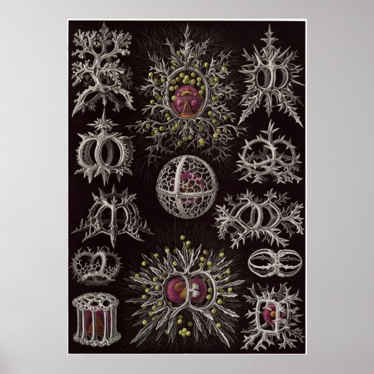 Ernst Haeckel Art Print: Stephoidea Poster (Voorkant)