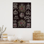 Ernst Haeckel Art Print: Stephoidea Poster (Keuken)