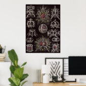 Ernst Haeckel Art Print: Stephoidea Poster (Thuiskantoor)