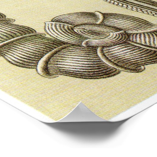 Ernst Haeckel Art Print: Thalamophora Poster (Hoek)