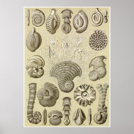 Ernst Haeckel Art Print: Thalamophora Poster (Voorkant)
