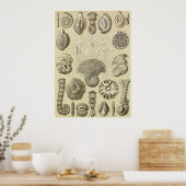 Ernst Haeckel Art Print: Thalamophora Poster (Keuken)