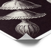 Ernst Haeckel Art Print: Thalamophora Poster (Hoek)