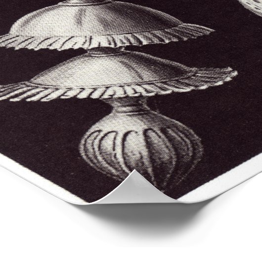 Ernst Haeckel Art Print: Thalamophora Poster (Hoek)