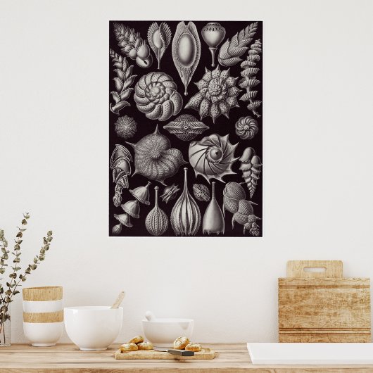 Ernst Haeckel Art Print: Thalamophora Poster (Keuken)