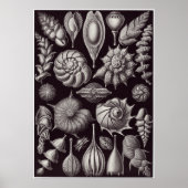 Ernst Haeckel Art Print: Thalamophora Poster (Voorkant)