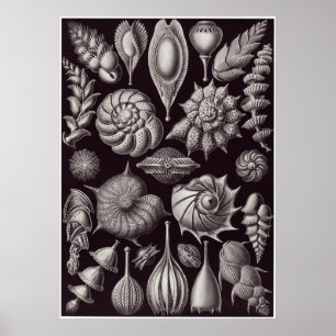 Ernst Haeckel Art Print: Thalamophora Poster