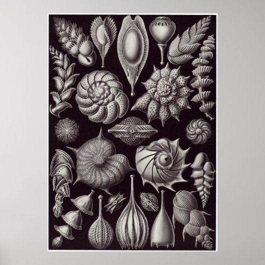 Ernst Haeckel Art Print: Thalamophora Poster (Voorkant)
