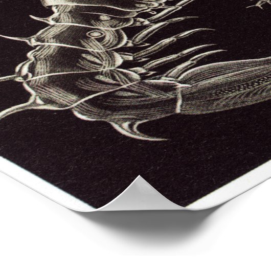 Ernst Haeckel Art Print: Thoracostraca Poster (Hoek)