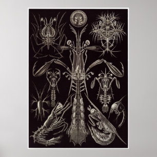 Ernst Haeckel Art Print: Thoracostraca Poster
