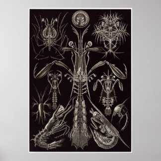 Ernst Haeckel Art Print: Thoracostraca Poster
