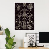 Ernst Haeckel Art Print: Thoracostraca Poster (Thuiskantoor)