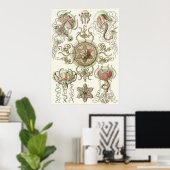Ernst Haeckel Art Print: Trachomedusae Poster (Thuiskantoor)
