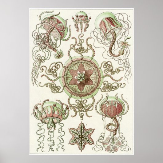 Ernst Haeckel Art Print: Trachomedusae Poster (Voorkant)